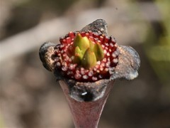 Pimelea punicea