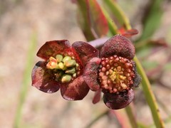Pimelea punicea