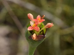 Pimelea punicea