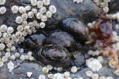 Siphonaria thersites