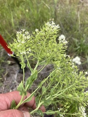 Lepidium chalepense