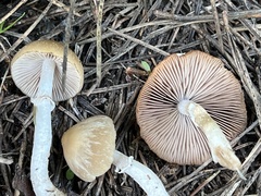 Psathyrella ellenae