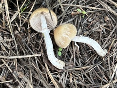 Psathyrella ellenae