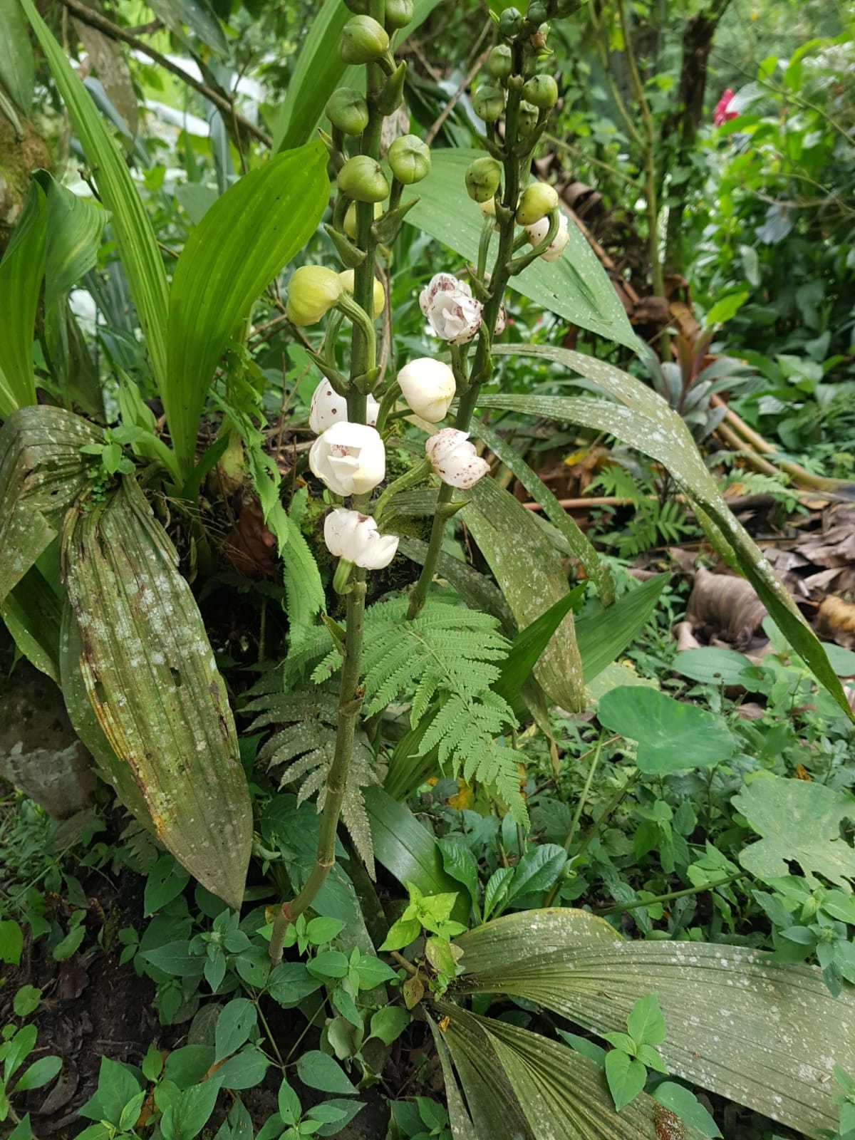 Imagem de Orquídea-pomba