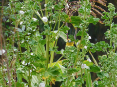 Pheucticus aureoventris