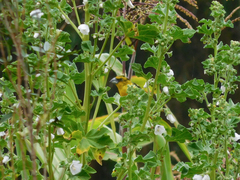 Pheucticus aureoventris