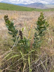 Mecinus janthiniformis