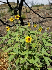 Helianthus exilis