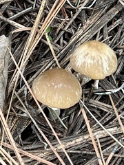 Psathyrella ellenae