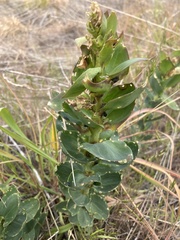 Mecinus janthiniformis