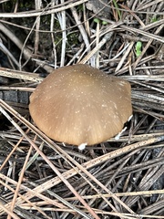 Psathyrella ellenae