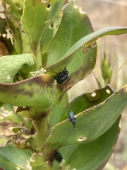 Mecinus janthiniformis