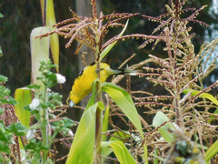 Pheucticus aureoventris