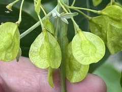 Ptelea trifoliata mollis