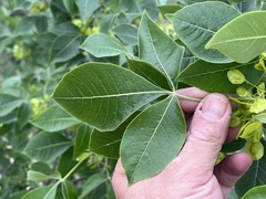 Ptelea trifoliata mollis