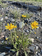 Arnica griscomii