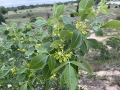 Ptelea trifoliata mollis
