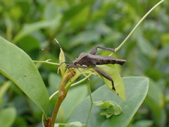 Pseudomictis distinctus
