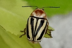 Cryptocephalus venustus
