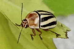 Cryptocephalus venustus