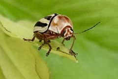 Cryptocephalus venustus