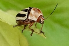 Cryptocephalus venustus