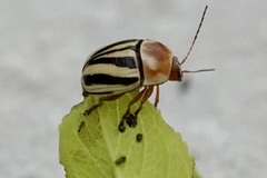 Cryptocephalus venustus