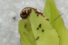 Cryptocephalus venustus