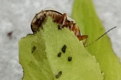 Cryptocephalus venustus