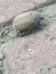 Amphimallon ruficorne