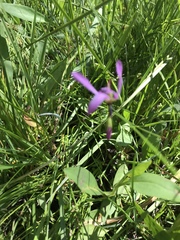 Primula pauciflora pauciflora