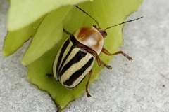 Cryptocephalus venustus