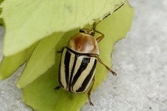 Cryptocephalus venustus