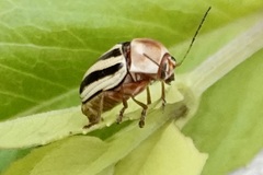 Cryptocephalus venustus