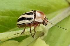 Cryptocephalus venustus