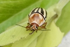 Cryptocephalus venustus