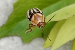 Cryptocephalus venustus