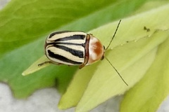 Cryptocephalus venustus