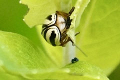 Cryptocephalus venustus