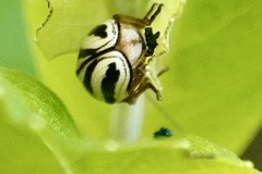 Cryptocephalus venustus