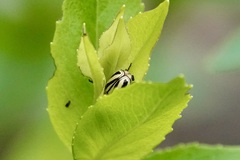 Cryptocephalus venustus