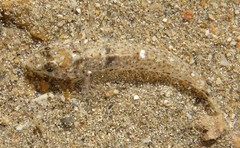 Favonigobius
