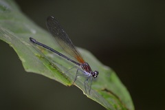Hetaerina miniata