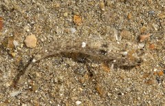 Favonigobius
