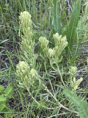 Castilleja thompsonii