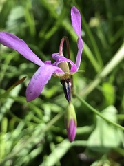 Primula pauciflora pauciflora