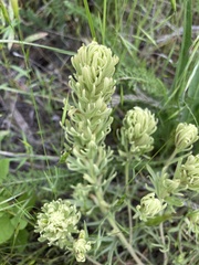 Castilleja thompsonii