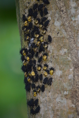 Epilachna mexicana