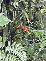 Guzmania nicaraguensis image
