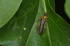 Podabrus brunnicollis